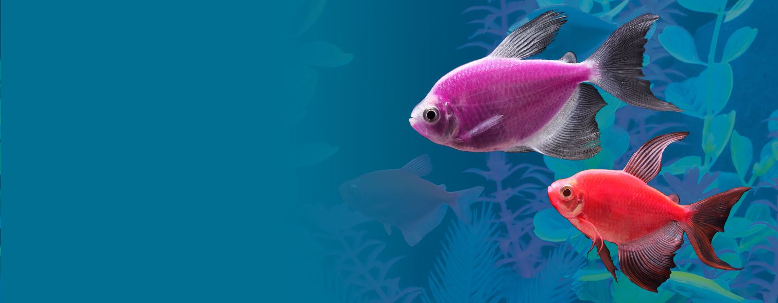 Long Fin Tetras GloFish